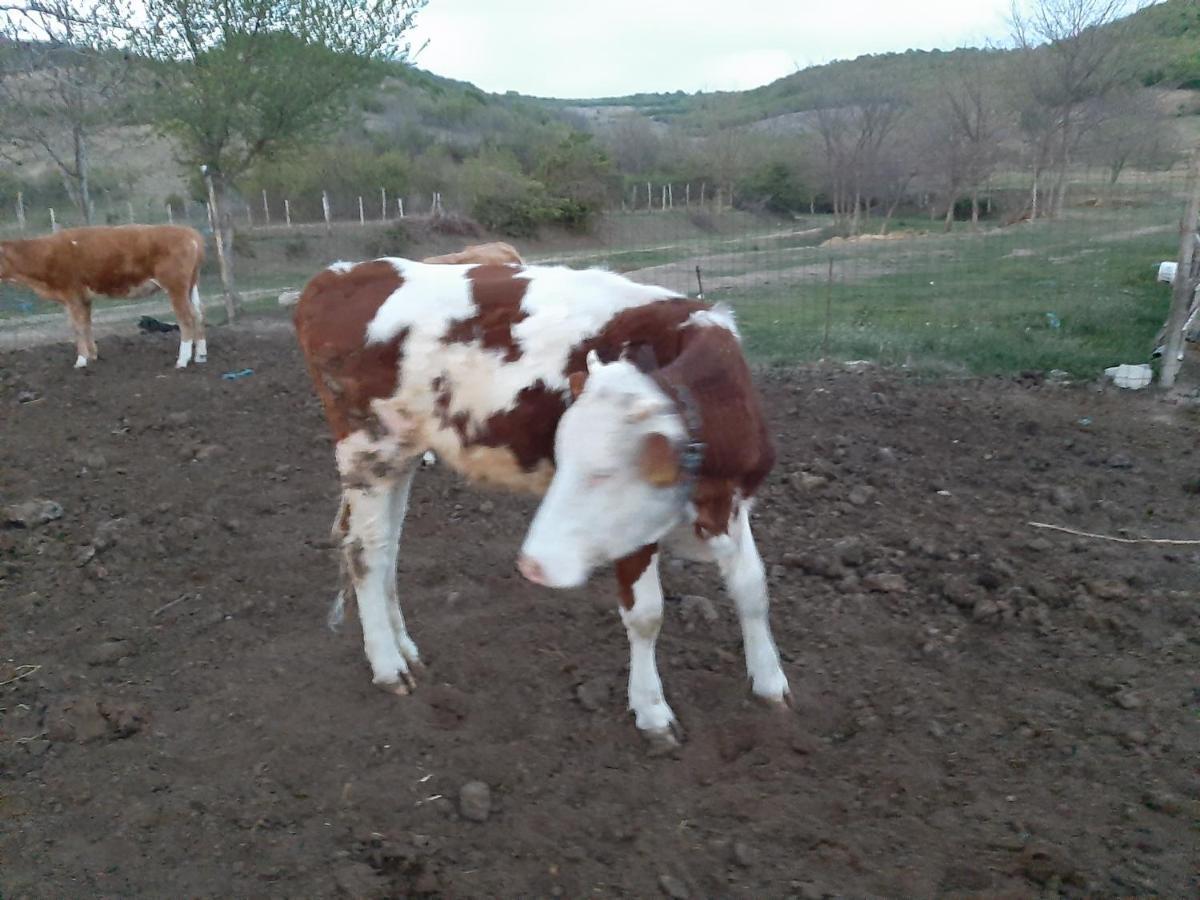 Pensiunea Agroturistica Green Odoba Sătuc エクステリア 写真