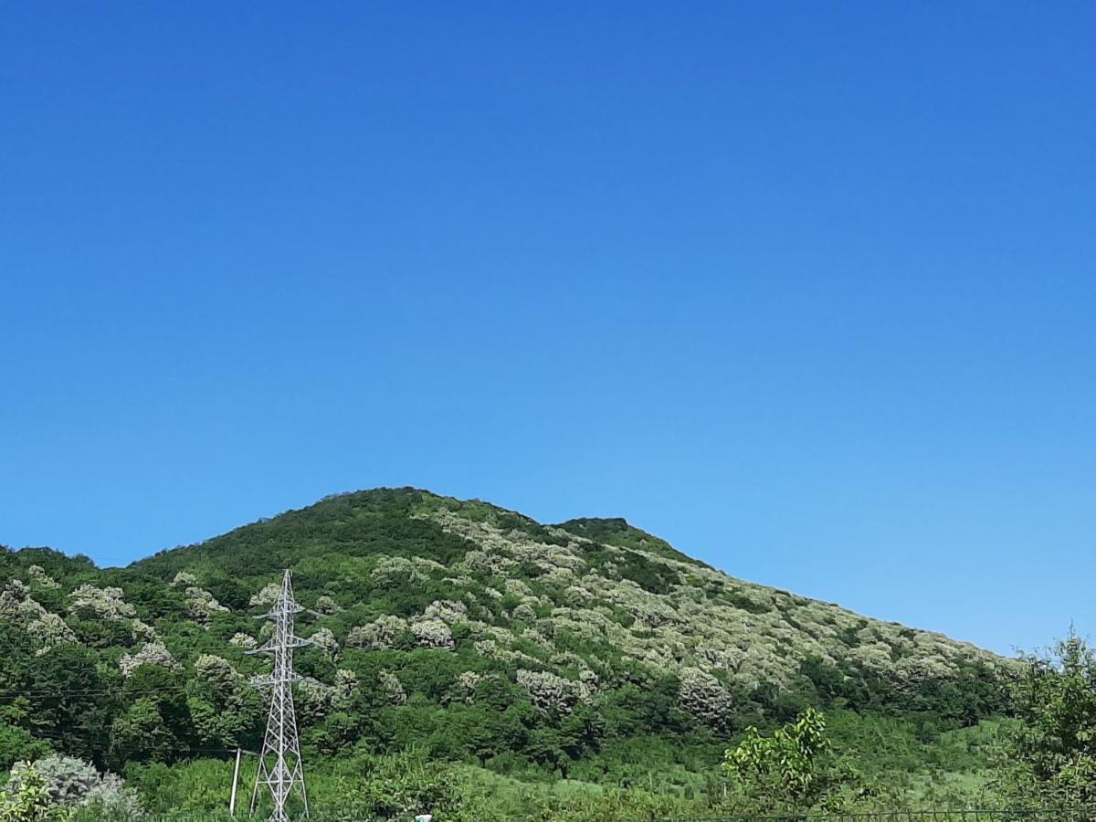 Pensiunea Agroturistica Green Odoba Sătuc エクステリア 写真