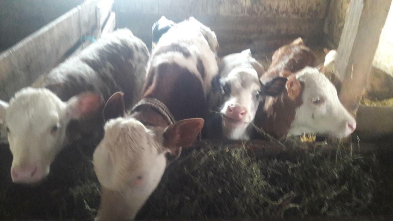 Pensiunea Agroturistica Green Odoba Sătuc エクステリア 写真